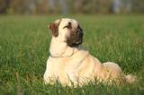 KANGAL 169
